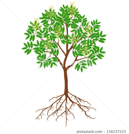 Lychee tree with flowers and roots on a white background. 116237225