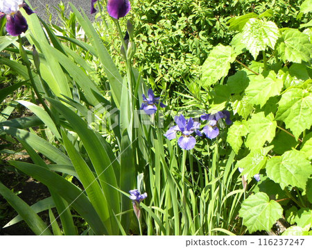 五月花 藍色花 鳶尾花 116237247