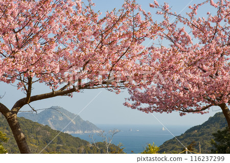 以大海為背景的河津櫻花盛開 116237299