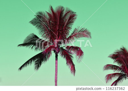Red Palm Tree Leaves Against The Green Sky, Juicy Tropical Background 116237362
