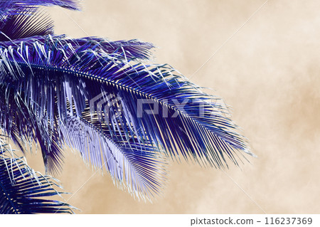 Purple Palm Tree Leaves Against The Sky, Juicy Tropical Background 116237369