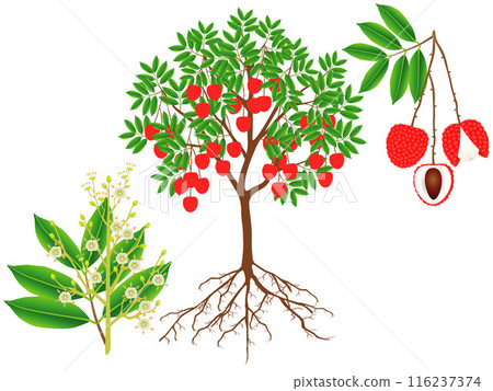 Parts of a lychee plant on a white background. 116237374
