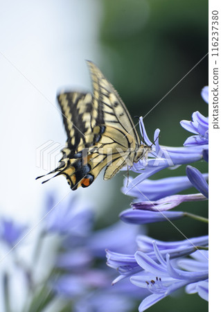 Swallowtail butterfly and agapanthus flowers Swallowtail butterfly and agapanthus flowers 116237380