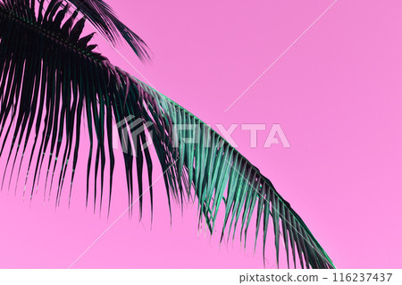 Blue Green Palm Tree Leaves Against The Pink Sky, Juicy Tropical Background 116237437