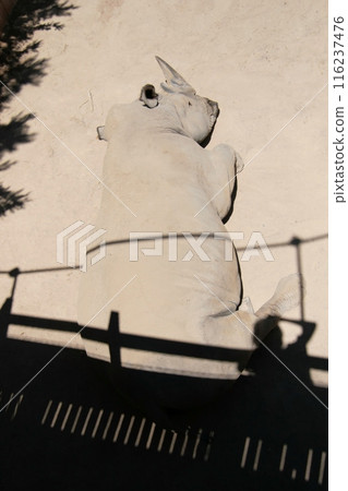 White rhinoceros sleeping on the sand 116237476
