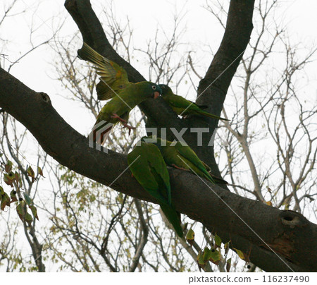 Green little parrot eating seeds in a tree in a tropical area Green little parrot eating seeds in a tree in a tropical area 116237490