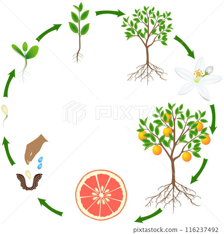 Life cycle of a grapefruit plant on a white background. Life cycle of a grapefruit plant on a white background. 116237492