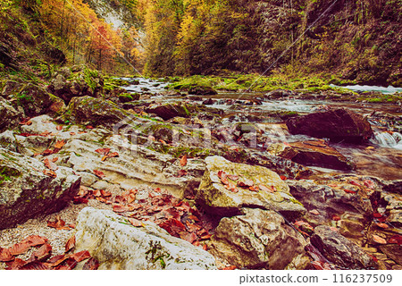 Vintgar gorge, Slovenia 116237509