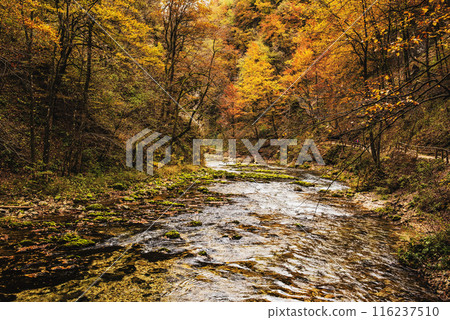 Vintgar gorge, Slovenia 116237510