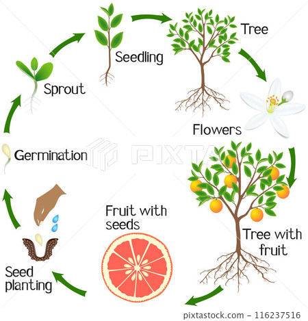 A growth cycle of a grapefruit plant on a white background. 116237516