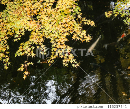 Pond where carp swim 116237541