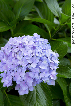 繡球花開得很漂亮 繡球花開得很漂亮 116237558