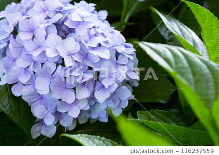 Hydrangea flowers blooming beautifully Hydrangea flowers blooming beautifully 116237559