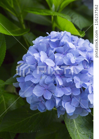 繡球花開得很漂亮 繡球花開得很漂亮 116237562