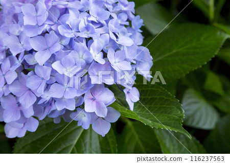 繡球花開得很漂亮 116237563