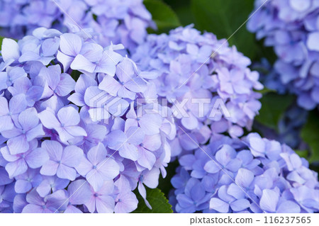 Hydrangea flowers blooming beautifully Hydrangea flowers blooming beautifully 116237565