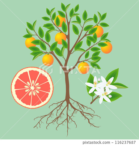 Parts of a grapefruit plant on a green background. 116237687