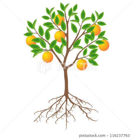 A tree of an grapefruit with fruits and roots on a white background. 116237763