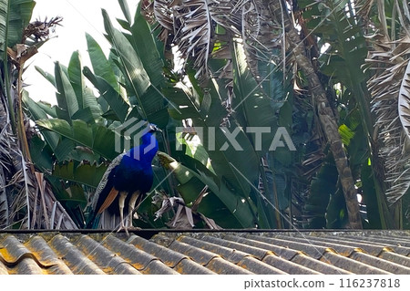 Peacock with blue and green plumage in the park. Colorful peacock in a city park 116237818