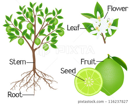 Parts of a lime tree on a white background. Parts of a lime tree on a white background. 116237827
