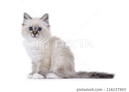 Birman cat on white backgound Birman cat on white backgound 116237903