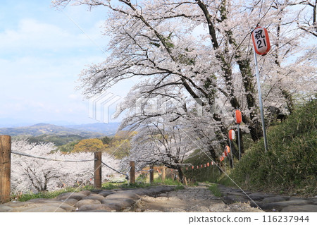 櫻花過後，城堡遺址公園（通往主圍牆的樓梯） 116237944
