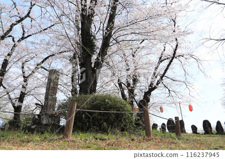 櫻花過後，城址公園（主圍） 116237945