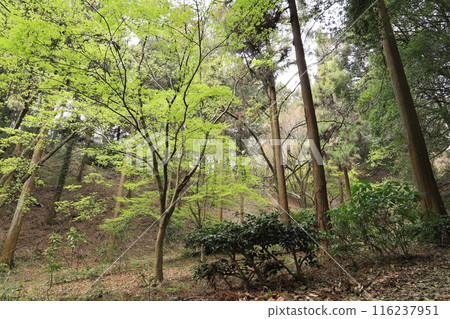 高坎城公園 高坎城公園 116237951