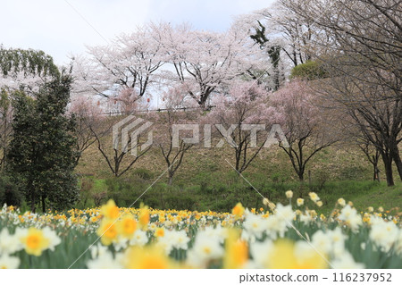 後關城跡公園(水仙花、櫻花) 後關城跡公園(水仙花、櫻花) 116237952
