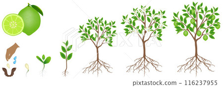 Cycle of growth of a lime plant on a white background. 116237955