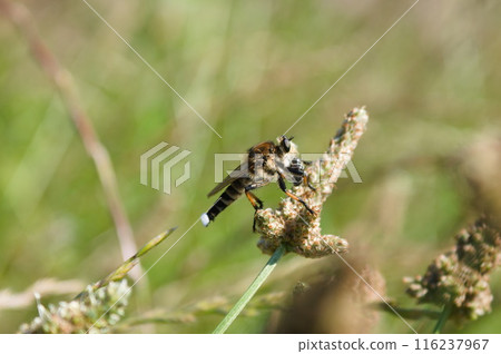 捕食期間的鹽屋 捕食期間的鹽屋 116237967