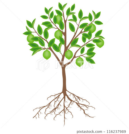 Lime tree with fruits and roots on a white background. 116237989
