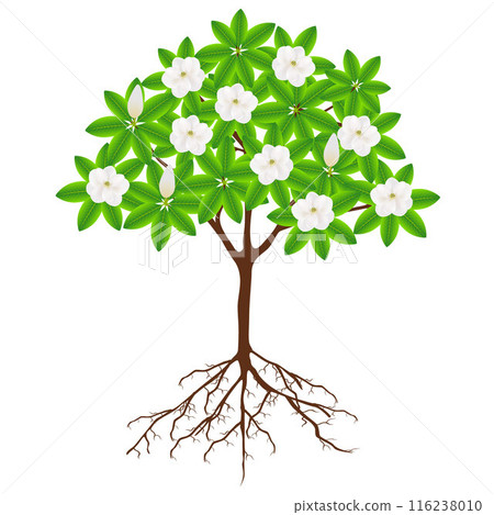 Magnolia grandiflora tree with flowers and roots on a white background. Magnolia grandiflora tree with flowers and roots on a white background. 116238010