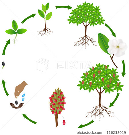 Life cycle of a magnolia Grandiflora plant on a white background. Life cycle of a magnolia Grandiflora plant on a white background. 116238019