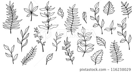 vector contour branch and leaves. Elegant branches. black outline element with white background, editable. hand drawn monochrome botanical illustration, wedding cards, logo, tattoo 116238029