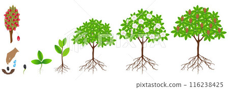 Cycle of growth of a magnolia Grandiflora plant on a white background. Cycle of growth of a magnolia Grandiflora plant on a white background. 116238425