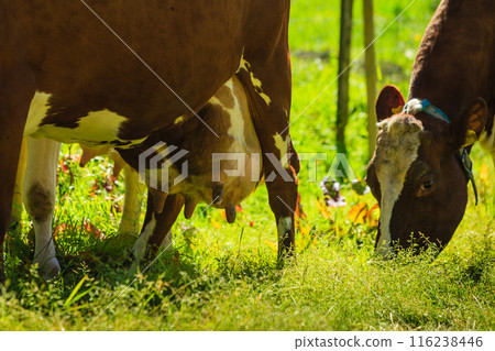 Cows graze on green meadow field. Cows graze on green meadow field. 116238446