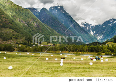 Bale of hay wrapped in plastic foil, Norway Bale of hay wrapped in plastic foil, Norway 116238480