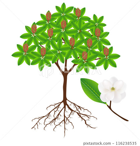 Magnolia grandiflora tree with fruit and twig with flower. 116238535