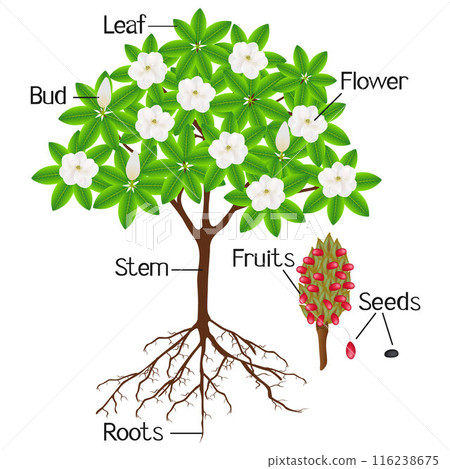 Parts of a magnolia grandiflora plant on a white background. 116238675