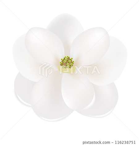 Southern magnolia (Magnolia grandiflora), closeup of flower isolated on white background. Southern magnolia (Magnolia grandiflora), closeup of flower isolated on white background. 116238751