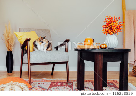 Stylish Scandinavian interior of living room with modern armchair with sitting relaxed cat pet, coffee table, natural autumn decor,stairs with plaid. Cozy home interior design with fall mood. Stylish Scandinavian interior of living room with modern armchair with sitting relaxed cat pet, coffee table, natural autumn decor,stairs with plaid. Cozy home interior design with fall mood. 116238839