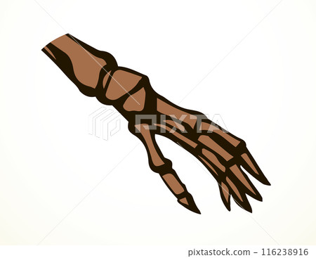 Vector drawing. Bones of the hand 116238916