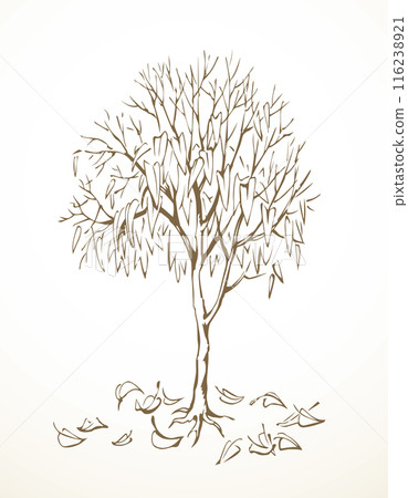 Vector drawing. Withered tree with fallen leaves Vector drawing. Withered tree with fallen leaves 116238921