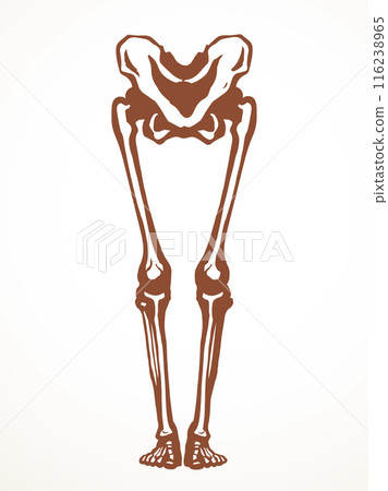 Vector drawing. Bones of the leg Vector drawing. Bones of the leg 116238965