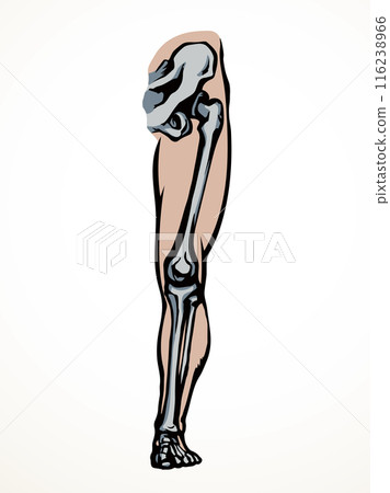 Vector drawing. Bones of the leg 116238966