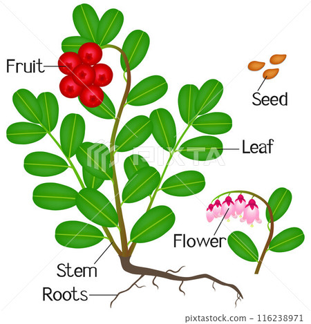 Parts of a cowberry plant on a white background. Parts of a cowberry plant on a white background. 116238971