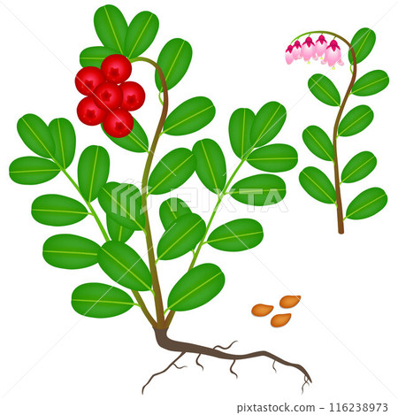 An illustration showing parts of a cowberry plant. An illustration showing parts of a cowberry plant. 116238973