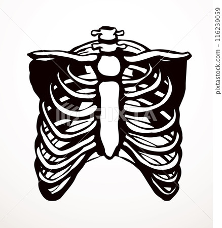 Vector drawing. Thorax and ribs Vector drawing. Thorax and ribs 116239059