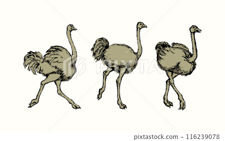Vector drawing. Ostrich in the steppe 116239078